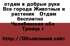 отдам в добрые руки - Все города Животные и растения » Отдам бесплатно   . Челябинская обл.,Троицк г.